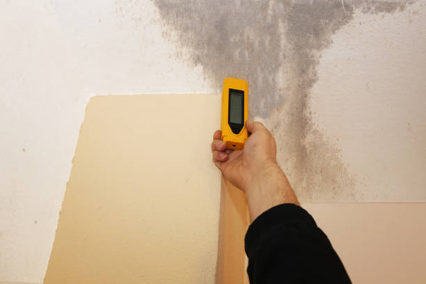 Heritage Pines, FL Mold Removal Company