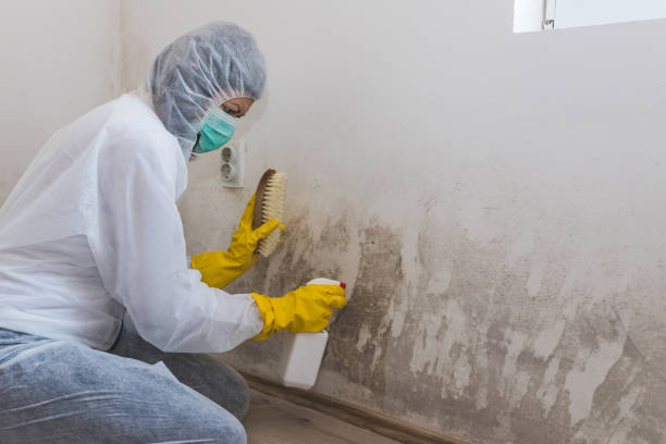 Best Post-Construction Mold Inspection  in Heritage Pines, FL