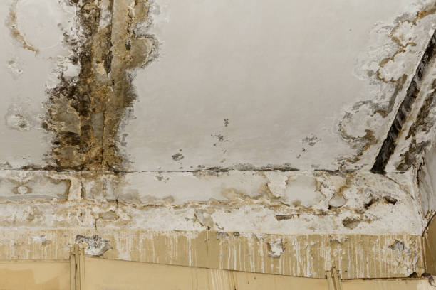 Mold Documentation for Insurance Claims in Heritage Pines, FL