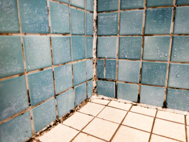 Best Mold Removal for HVAC Installations  in Heritage Pines, FL
