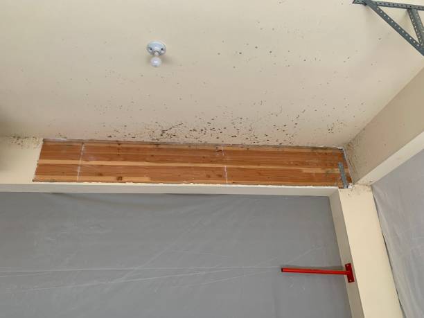Best Mold-Related Health Consultation  in Heritage Pines, FL