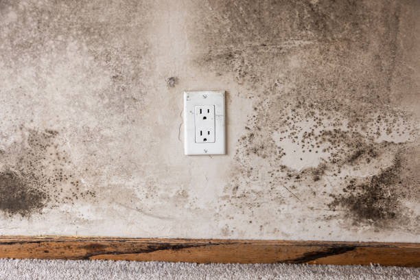 Best Airborne Mold Testing  in Heritage Pines, FL