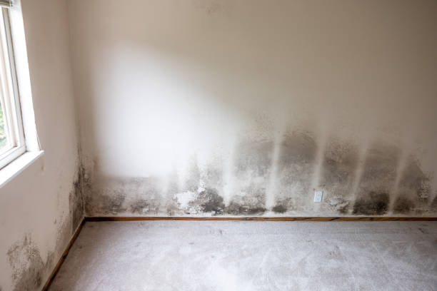 Best Commercial Mold Inspection  in Heritage Pines, FL